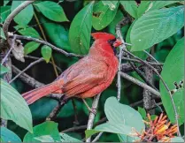  ??  ?? A cardinal rests in the Frenchman’s Forest Natural Area. A proposal to fund upkeep of such areas with tourism tax revenue has its critics.