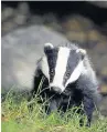  ??  ?? A licence has been issued to allow badger culling in parts of Cheshire