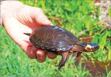  ?? PHOTO COURTESY UNITED STATES DEPARTMENT OF AGRICULTUR­E ?? Bog turtles are the smallest and one of the rarest turtle species in North America.