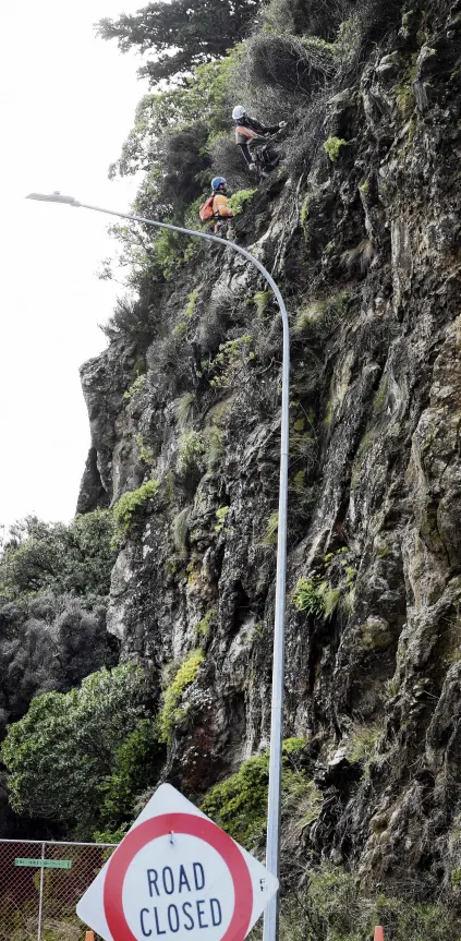  ?? PHOTO: STEPHEN JAQUIERY ?? Rocky road . . . Contractor­s using abseiling equipment clear loose stones, rock and vegetation from above Portobello Rd, near Marne St, in Dunedin yesterday. The work is expected to continue for the rest of the week and possibly longer.