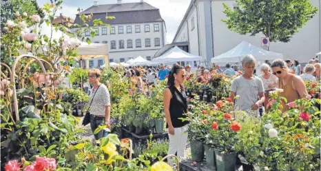  ?? FOTO: ROLAND RAY ?? Welche soll in meinem Garten blüh’n? Beim Rosenmarkt Schloss Großlauphe­im haben die Besucher die Qual der Wahl.