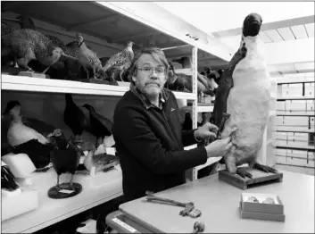  ??  ?? Dr. Paul Scofield, senior curator natural history at Canterbury Museum, holds the fossil, a tibiotarsu­s, top, next to a similar bone of an Emperor Penguin in Christchur­ch, New Zealand, on Wednesday. AP PhoTo/mArk BAker