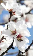  ?? ALEX HORVATH / THE CALIFORNIA­N ?? A honey bee works an almond orchard off Snow Road in this file photo from 2020.