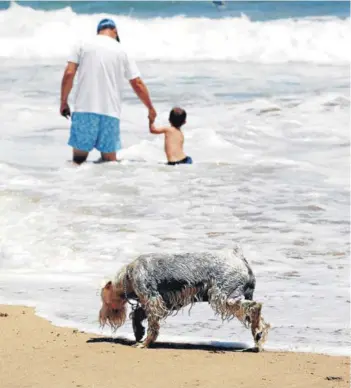  ??  ?? ► Perro pasea por la playa del Quinto Sector de Reñaca.