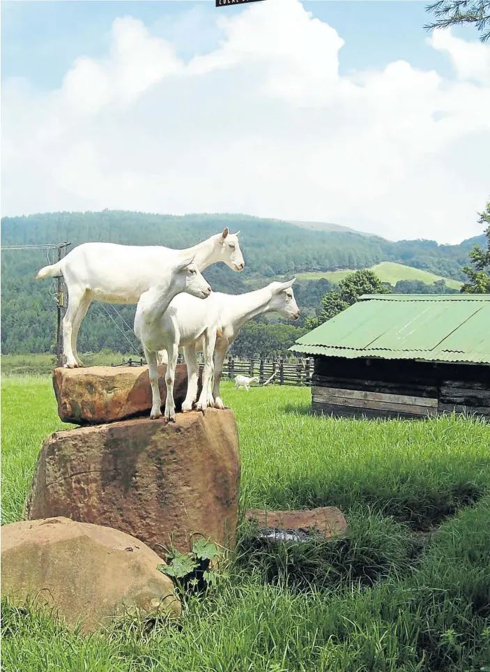  ?? Pictures: Gaynor Lawson ?? ROCK AND ROLL The rock-hopping kids take a break from work at Swissland Cheese.