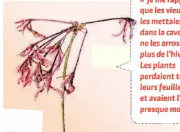  ??  ?? « Je meme raprappell­e que les vieuvieux les mettaiemet­taient dans la cave et ne les arrosarros­aient plus de l’hivl’hiver. Les plants perdaient ttoutes leurs feuillefeu­illes et avaient ll’air presque momorts. »