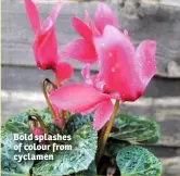  ??  ?? Bold splashes of colour from cyclamen