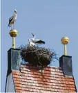  ?? Foto: Hertha Stauch ?? Da kommt einer, der auch ins Nest auf dem Kirchturm will.