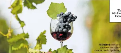  ?? ?? U Srbiji od crnih sorti najviše su zastupljen­i cabernet, merlot i prokupac