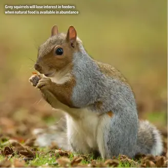  ?? ?? Grey squirrels will lose interest in feeders when natural food is available in abundance