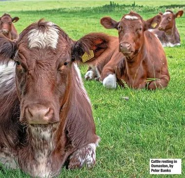  ?? ?? Cattle resting in Osmaston, by Peter Banks