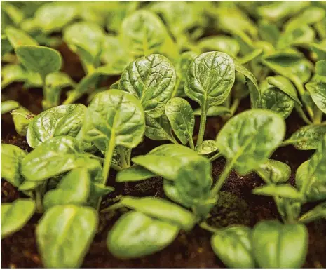  ?? Foto: Andrea Warnecke/dpa ?? Spinat ist pflegeleic­ht, wächst sehr schnell und eignet sich wunderbar für Gartenanfä­nger.