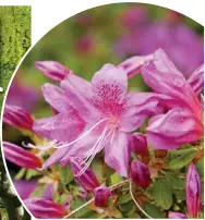  ??  ?? DRIPPING WITH BEAUTY: The spectacula­r Laburnum Arch at Bodnant, left; rhododendr­on blooms at Exbury, above; and, below, tulips and violas at Kew