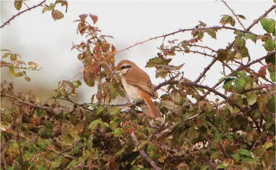  ?? ?? ELEVEN: Brown Shrike (Staines Moor, Surrey, 16 October 2009). This is an intriguing bird. Its rich brown and barred upperparts suggest a young Red-backed Shrike, but its tail is rather bright and rusty, reminiscen­t of one of the Isabelline Shrikes. So what is it? We can make most progress by looking at its structure. It looks very short winged, with the primary projection shorter than the exposed tertials, so Red-backed Shrike is off the agenda, while the tail is not bright orange, eliminatin­g the Isabelline Shrikes, too. The tail also looks quite long and rather narrow. These are all features of another shrike species – Brown Shrike, a much rarer vagrant to Britain but one which is becoming steadily more regular.