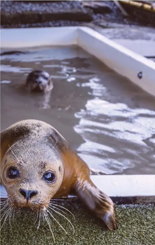  ?? ?? One of Hessilhead's many seal patients – this time a Harbour Seal – gaining swimming strength before being returned to the sea