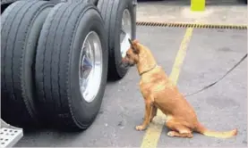  ?? MSP. ?? Cuando los agentes caninos dan con el olor que buscan se sientan viendo hacia el lugar de donde sale.