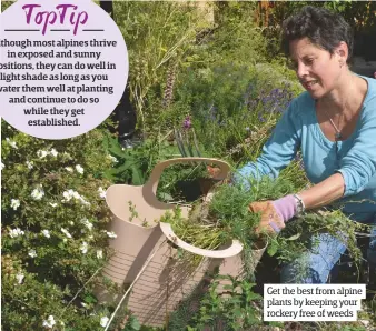  ??  ?? Get the best from alpine plants by keeping your rockery free of weeds