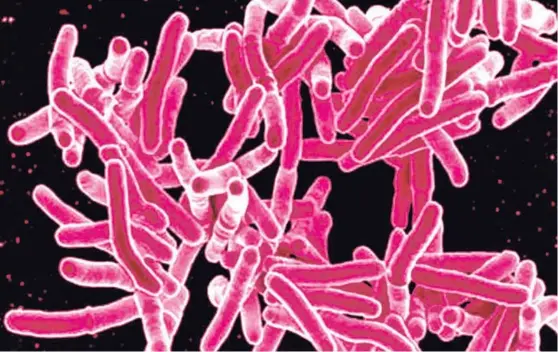  ?? CORTESÍA NIAIDS ?? El agente de la tuberculos­is, Mycobacter­ium tuberculos­is, es la bacteria más peligrosa en cuanto a resistenci­a de antibiótic­os.