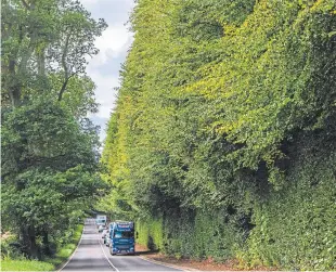  ?? Picture: Steve MacDougall. ?? One correspond­ent is ‘cross’ that the council has failed to tidy up the Meikleour Beech Hedge.