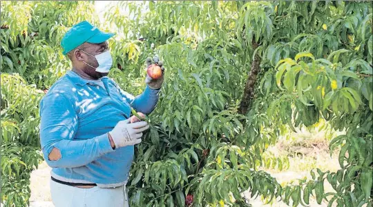  ?? JAVIER BLASCO / EFE ?? Un trabajador participa en la recolecció­n de la fruta en una explotació­n de Zaidín (Huesca)