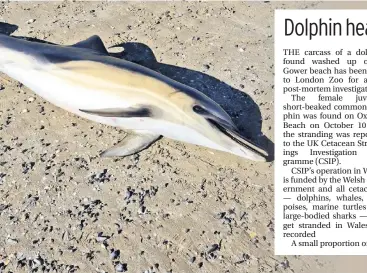  ?? Picture: Stephen Hailey ?? The juvenile female dolphin will undergo a post-mortem in London to determine the cause of its death.