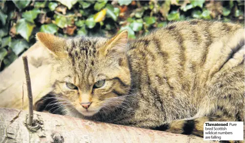  ??  ?? Threatened Pure bred Scottish wildcat numbers are falling