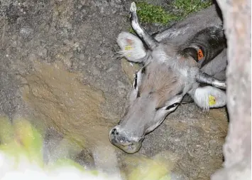  ?? Foto: Jürgen Vollmer ?? Ein Urlauber hat die Kuh, die in einem Loch festsaß, entdeckt.