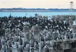  ?? PHOTO: HAMISH MACLEAN ?? Shag stop . . . The Waitaki District Council could build a viewing area for the increasing number of people stopping for a look at Sumpter Wharf’s growing shag colony.