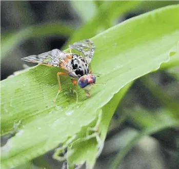  ?? AFP ?? Experienci­a. Con la misma técnica controlan a la mosca de la fruta en la Patagonia.