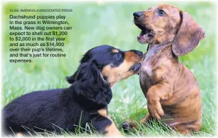 ?? ELISE AMENDOLA/ASSOCIATED PRESS ?? Dachshund puppies play in the grass in Wilmington, Mass. New dog owners can expect to shell out $1,200 to $2,000 in the first year and as much as $14,500 over their pup’s lifetime, and that’s just for routine expenses.