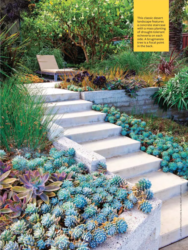  ??  ?? This classic desert landscape features a concrete staircase with a mass planting of drought-tolerant echeveria on each side. A brugmansia tree is a focal point in the back.