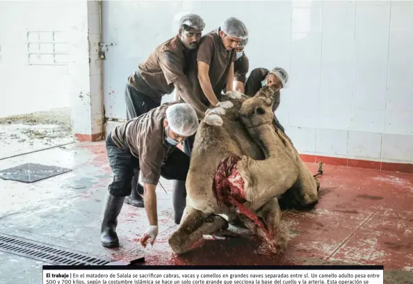  ??  ?? El trabajo | En el matadero de Salala se sacrifican cabras, vacas y camellos en grandes naves separadas entre sí. Un camello adulto pesa entre 500 y 700 kilos, según la costumbre islámica se hace un solo corte grande que secciona la base del cuello y la arteria. Esta operación se realiza con extraordin­aria rapidez y al cabo de pocos segundos el animal está muerto, después se le deja desangrar por completo.