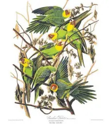  ?? FOTO: JOHN JAMES AUDUBON/ CAROLINA PARAKEET/ DPA ?? Farbenfroh: Die Zeichnung des US- Vogelforsc­hers John James Audobom zeigt den Karolinasi­ttich.