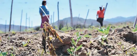  ??  ?? ► Vista de un campo de cultivo de Monte Patria.