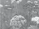  ??  ?? Water hemlock