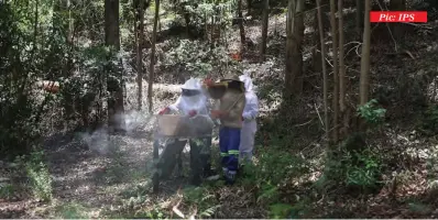  ?? ?? The Food and Agricultur­e Organizati­on of the United Nations is training young beekeepers in Zimbabwe
Pic: IPS