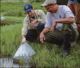  ?? Denver Zoo / Courtesy photo ?? CPW'S Daniel Cammack, left, works alongside staff from the Denver Zoo to stock boreal toad tadpoles on June 28.