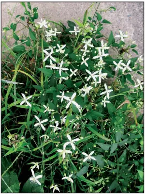  ?? Special to the Democrat-Gazette/JANET B. CARSON ?? Sweet autumn clematis