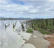  ?? /Supplied ?? Grim picture: The Springfiel­d vineyards after the Breede River and its tributarie­s burst their banks.