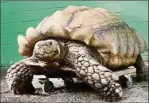  ??  ?? Die Schildkröt­e dreht mit dem „Skateboard“gern mal eine Extrarunde.