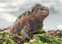  ?? ISTOCK ?? Wildlife is the No 1 reason to visit the Galapagos Islands.