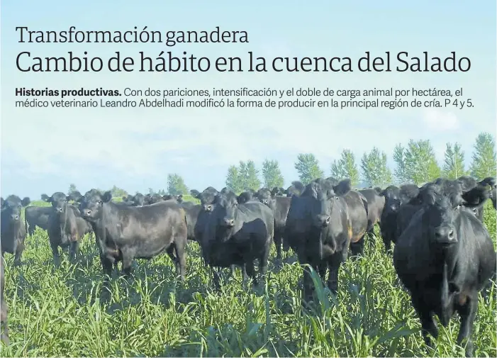  ??  ?? Rodeo. El campo donde produce Abdelhadi es de 463 hectáreas, de las cuales 385 son útiles. Cuenta con un plantel de 595 vacas, 150 vaquillona­s en recría y 12 toros.