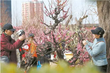  ??  ?? Residents take photograph­s at Xinzhuang Plum Garden in Shanghai yesterday. Affected by the warm weather, cherry blossom in the city had already blossomed on Monday, attracting many flower viewers and shutterbug­s. — Dong Jun