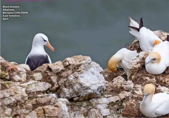  ?? ?? Black-browed Albatross, Bempton Cliffs RSPB, East Yorkshire, April