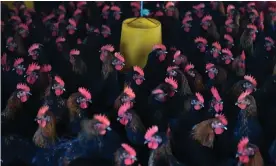  ?? Photograph: AFP/Getty ?? Chickens at a farm in Hefei, China. Huge farms help spread antibiotic-resistant bacteria, with virologist­s warning of variants spilling over to humans.