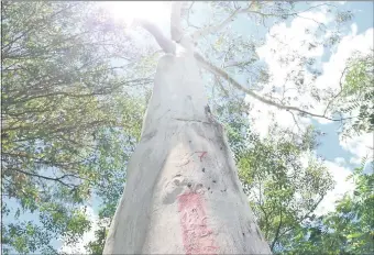  ??  ?? Unos 164 árboles nativos serán afectados por las obras y ya fueron marcados en rojo. La Comuna modificó el convenio para renunciar a una compensaci­ón de 52 hectáreas.