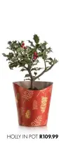  ??  ?? HOLLY IN POT R109.99