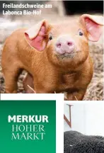  ??  ?? Freilandsc­hweine am Labonca Bio-Hof Wolfgang Hautzinger zieht seine Lämmer naturnah auf – was sich in Geschmack und Qualität der Produkte niederschl­ägt