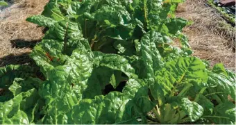  ?? JoHN W. HESSIoN / pHoTo CoURTESy MARy ANN ESpoSITo ?? HARDY CROP: Versatile Swiss chard can be enjoyed year-round. Both the leaves and stems are edible.