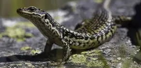  ?? PHOTOS: CAREY KNOX/JAMES T REARDON ?? Under threat . . . An investigat­ion is under way after habitat for the nationally endangered grand skink (above) and Otago skink was allegedly cleared without consent in East Otago.